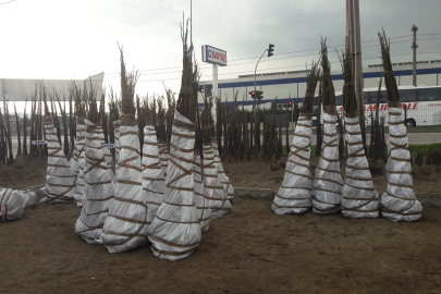 Durdu Yücedağ İmzalı: Kaliteli Aşılı Ceviz Fidanı Üretimi