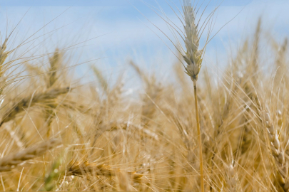2,8 milyar TL'lik hububat desteği 21 Mart'ta hesaplarda