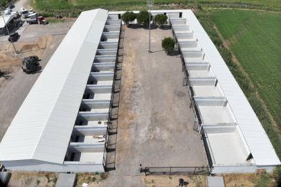 Balıkesir'de Hayvan Dostu Dev Proje