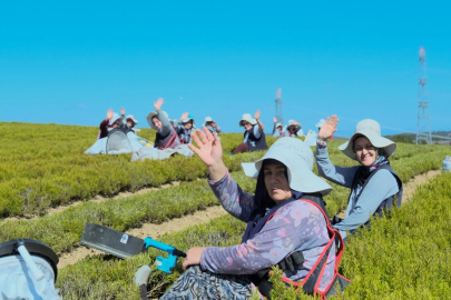 Kocaeli'de 1.140 dekarlık alanda biberiye zamanı