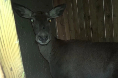 Kızıl geyikler doğaya geri döndü... Bursa’da 3 dişi geyik serbest bırakıldı