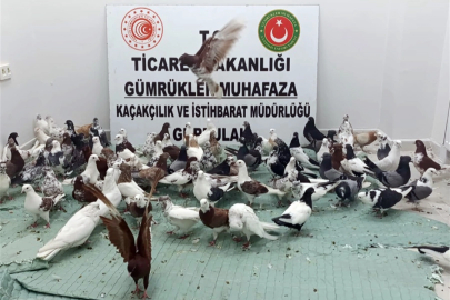 Ticaret'te 'kanatlı' operasyon! Gürbulak'ta 85 'Cancan' ele geçirildi