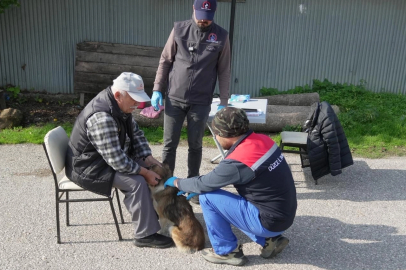 Düzce'de yerinde sahiplendiriliyor!