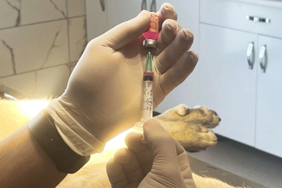 İstanbul Valiliği: Kentte son kuduz vakası 19 yıl önce görüldü