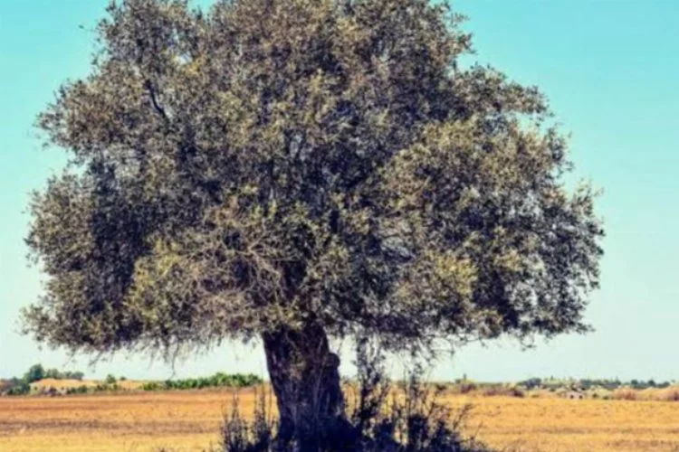 Anıtların Yaşayan Simgesi: Türkiye'nin Zeytin Ağaçları